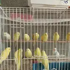 طيور بادجي للبيع