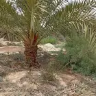 تقوم بتركيب شبوك المزارع وزراعة النخيل بجميع انحاء المملكه ا