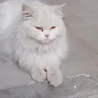 قطوه شيرازي معقمه للتبني