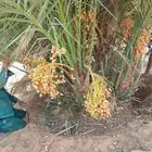 نخل البيع