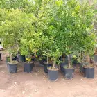 تنسيق حدائق بالرياض
