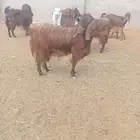 ماعز قبرسيات