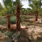 نخل وشنطونيا لزينت القصور والفلل والاستراحات والبيوت
