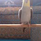 كروان لاتينو