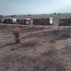 عندي نحل للبيع بلدي. محايلي العدد 440خليه الي في الصوره