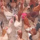 دجاج بياض