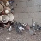 حمام للبيع 4 باكستاني 3فرنسي 32 عربي