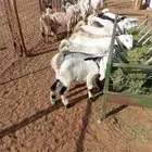 تيوس ذبايح