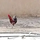 ديك للبيع