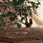 ديك للبيع