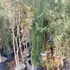 سرو ايطالي رقم وحد من 3 متر مترين متر