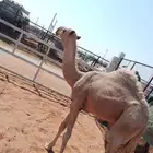 شبك أبل في السوق للإيجار