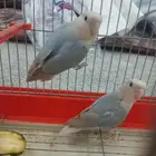 روز