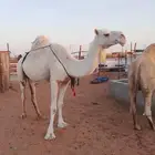 عشرا وضحا كفو