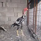 فروخ دجاج سندي بيور