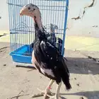 فروخ شامو ألماني