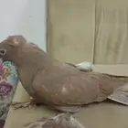 المدينه