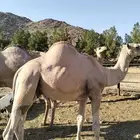 قعدان صومالي شحم فل العدد متوفر