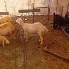 غنم مضاريع ودفيع