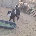 للبيع تيوس