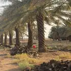 يوجد لدينا جميع انواع النخيل وجميع المقسات المختلفه