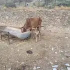 بقره تحتها أنثى للبيع ثنيه