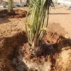 يوجد الدين جميع نوع نخيل ويتم توريد الى جميع نحا الملكه