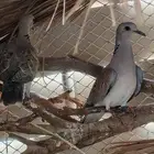 قمر ن ز ل شبابيات محجله ومشروطه