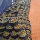 يوجد لدينا عمال خرافين بسصطل