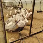 دجاج رومي