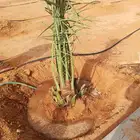 نخل مثمر للبيع ونخل واشنطونيا