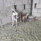 للبيع عنز قزمية والد معها تيس