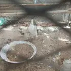 دجاجه مفرخه للبيع
