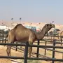 بعير كفو 
