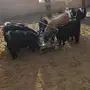 معزا طيبه وبسعر مناسب جدا