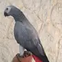 ببغاء افريقي صيد متكلم