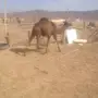 خمس قعدان مفاريد 