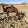 ناقة خلفة 