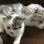 قطه شيرازيه عمرها شهر للبيع
