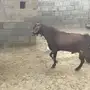 تيس فحل جرم 