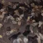 صوص دجاج بلدي