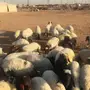 هرافي نعيم بري