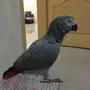 بغبغاء كاسكو