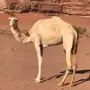 ناقه مهجنة ومنتج
