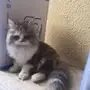 قطه شيرازي 