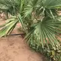 أشجار نخيل الزينة واشنطنيا