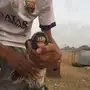 مكه - عنزيين واحده دافع