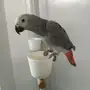 ببغاء للبيع متكلم بطلاقه ماشالله على السوم
