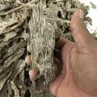 روعةعودالسيوفي الفيتنامي غابات طبيعيه