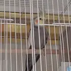 جوز كروان منتج((( تم البيع )))
